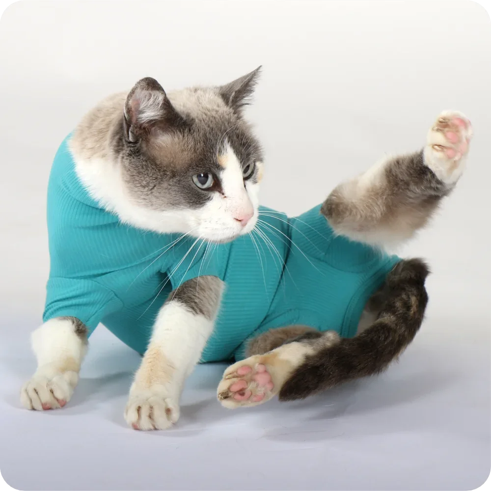 Katzenbody + Wundschutz speziell für Katzen entwickelt | VetMedCare® Cat Bodysuit. Feedbild.
