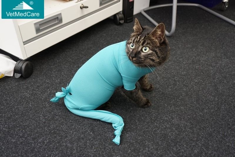 Katzenbody nach Katzenoperation - VetMedCare