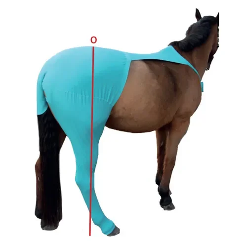 Pferd Beinschutz Hinten | Maßtabelle
