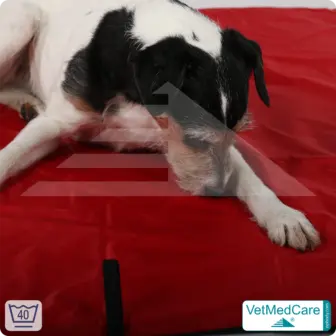 Animal Pad | highly insulating dog blanket red/black - also for the dog bed and car | VetMedCare® 17 Animal Pad | highly insulating dog blanket red/black - also for the dog bed and car | VetMedCare®