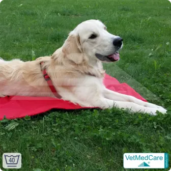 Animal Pad | highly insulating dog blanket red/black - also for the dog bed and car | VetMedCare® 13 Animal Pad | highly insulating dog blanket red/black - also for the dog bed and car | VetMedCare®