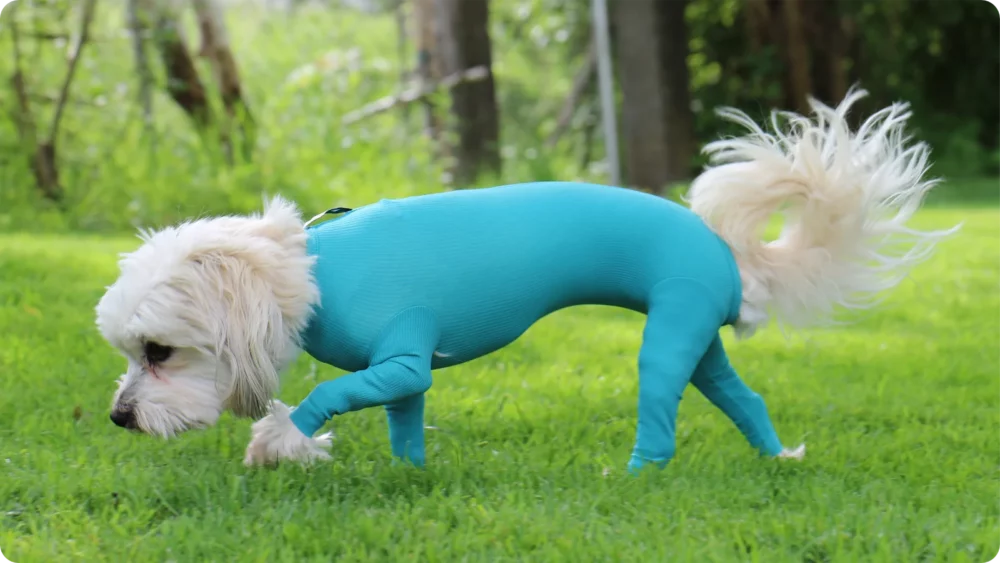 Dog body demo