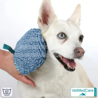 Coat care glove & Grooming Glove | glove like a dog brush for grooming dog, cat, horse and short-haired small animals | VetMedCare® 11 Grooming Glove | glove like a dog brush for grooming dog, cat, horse and short-haired small animals | VetMedCare®