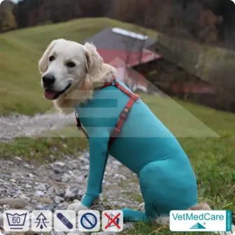Dog bodysuit with legs | full body sweater / coat / jacket / hoodie - special for the male dog | VetMedCare® 12 Dog bodysuit with legs | full body sweater / coat / jacket / hoodie - special for the male dog | VetMedCare®