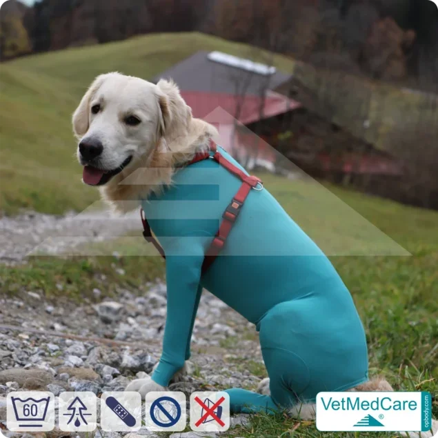 Hundebody Rüde mit Läufen | Ganzkörperbody speziell für den Rüden | VetMedCare®