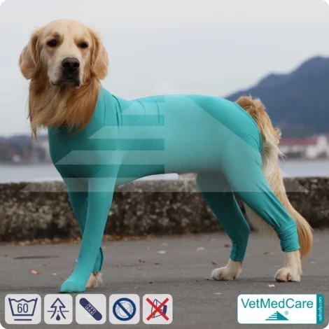 Hundebody Rüde mit Läufen | Ganzkörperbody speziell für den Rüden | VetMedCare®