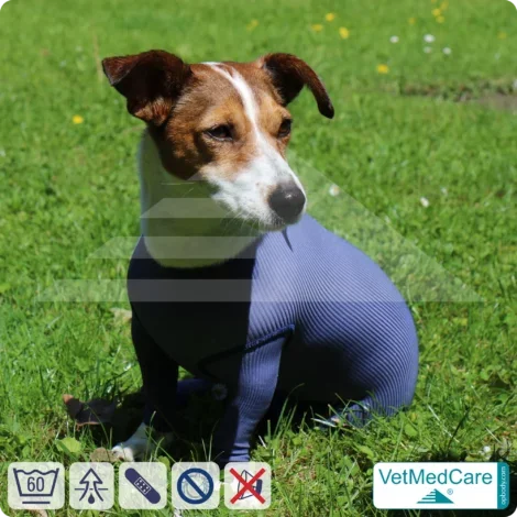 Hundebody für Hündin mit Läufen | Ganzkörperbody speziell für die Hündin | VetMedCare®
