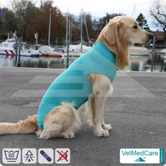 Dog suit / vest without legs | protective dog pet shirt / coat / jacket - especially for the female dog | VetMedCare® 15 Dog suit / vest without legs | protective dog pet shirt / coat / jacket - especially for the female dog | VetMedCare®