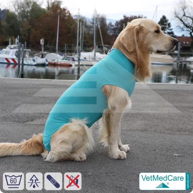 Hund OP Hundebody Female | Body speziell für die Hündin | VetMedCare®