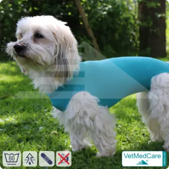 Dog suit / vest without legs | protective dog pet shirt / coat / jacket - especially for the female dog | VetMedCare® 12 Dog suit / vest without legs | protective dog pet shirt / coat / jacket - especially for the female dog | VetMedCare®