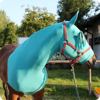 Horses