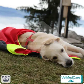 Dog Safety Bag with extremely insulating, integrated dog blanket | like a dog bed with protection against wind, cold and wetness | VetMedCare® 13 Dog Safety Bag with extremely insulating, integrated dog blanket | like a dog bed with protection against wind, cold and wetness | VetMedCare®