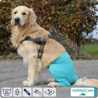 Dog Safety Pants / nappies | for dogs / bitches in heat, menstruation and incontinence | VetMedCare® 16 Dog Safety Pants / nappies | for dogs / bitches in heat, menstruation and incontinence | VetMedCare®