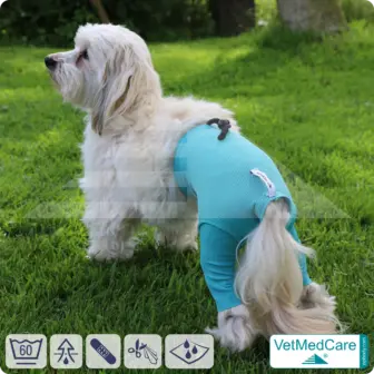 Dog Safety Pants / nappies | for dogs / bitches in heat, menstruation and incontinence | VetMedCare® 18 Dog Safety Pants / nappies | for dogs / bitches in heat, menstruation and incontinence | VetMedCare®