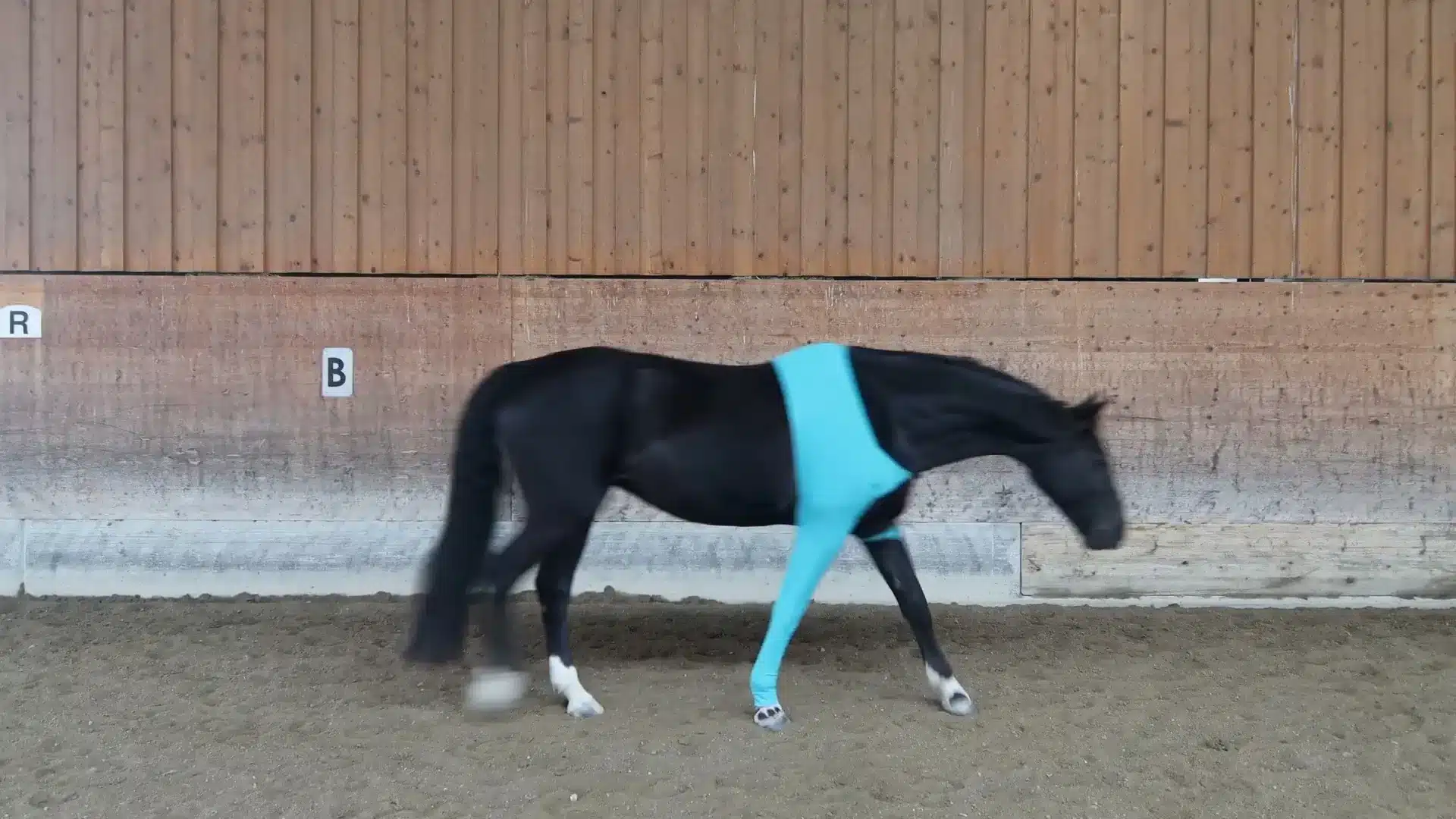 Category Horses