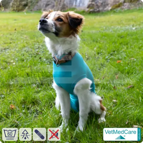 Dog Recovery Suit "Comfort" - UNISEX: The Professional Post-Operative Alternative to the Elizabethan Collar | VetMedCare® 13 VetMedCare Comfort Dog Recovery Suit (Unisex)