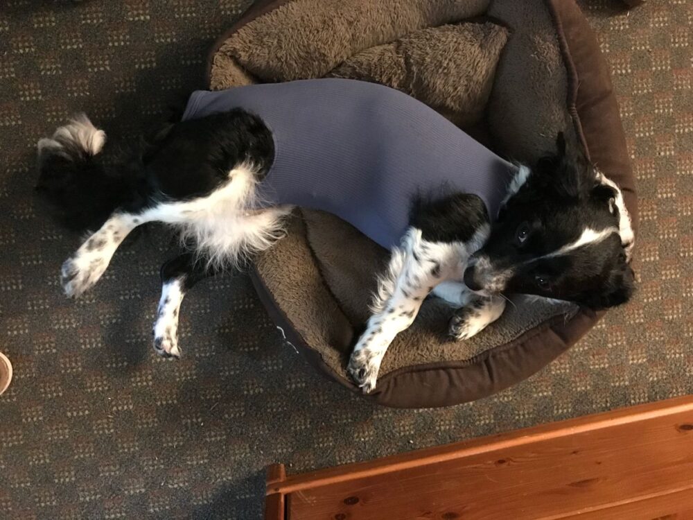 Review of VetMedCare® Dog Surgical Bodysuit for Female Dogs | specially designed for female dogs by Ulrike R.