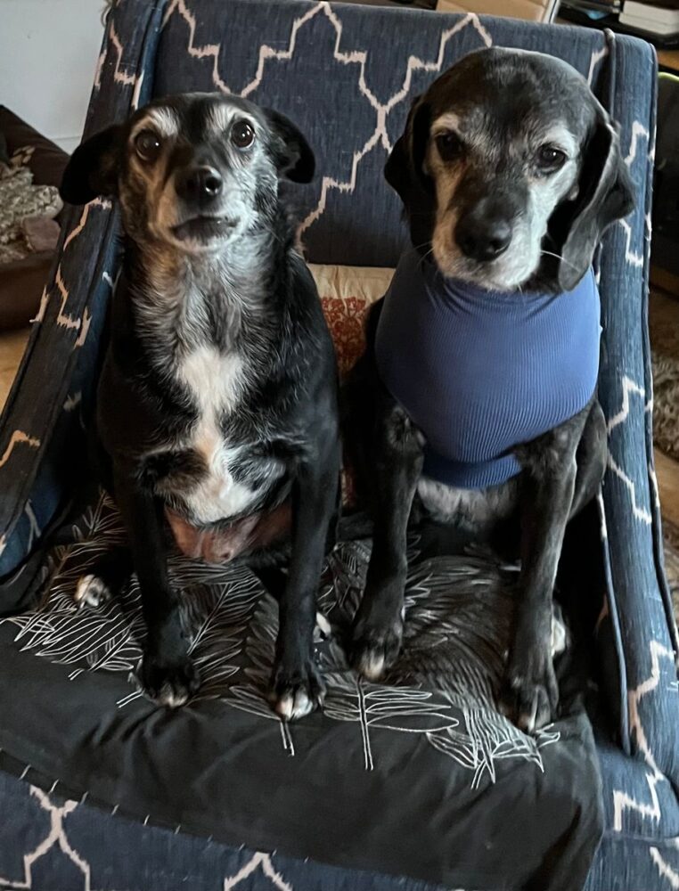 Review of the Hund OP Dog Bodysuit for Females | specially designed for female dogs | VetMedCare® by Silke